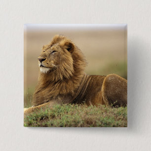 Kenia, Masai Mara Leeuw Vierkante Button 5,1 Cm