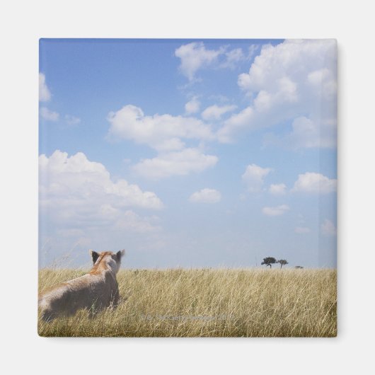 Kenia, Masai Mara Magneet (Voorkant)