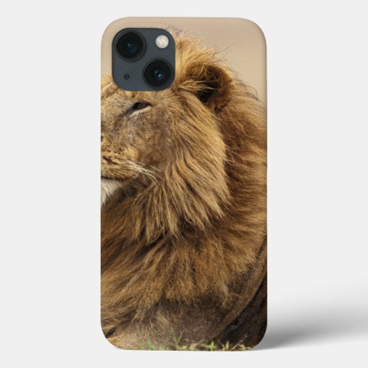 Kenia, Masai Mara | Mannelijke leeuw Case-Mate iPhone Case (Achterkant)