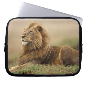 Kenia, Masai Mara   Mannelijke leeuw Laptop Sleeve