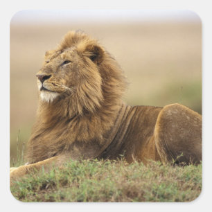 Kenia, Masai Mara   Mannelijke leeuw Vierkante Sticker