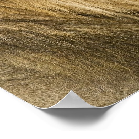 Kenia, Masai Mara. Sluiting van een mannelijke lee Poster (Hoek)