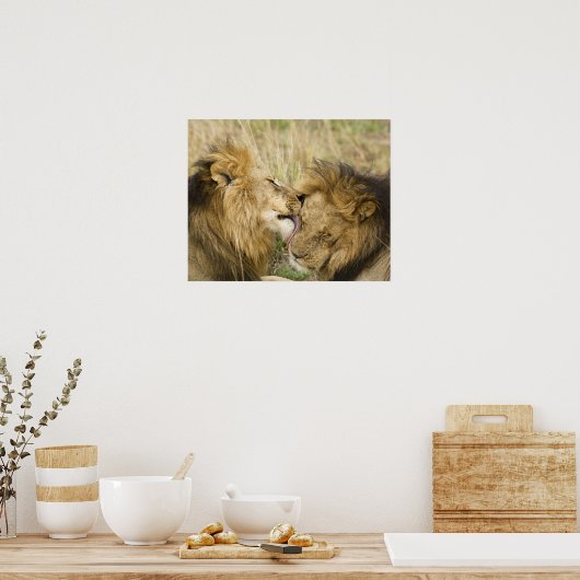 Kenia, Masai Mara. Sluiting van een mannelijke lee Poster (Keuken)