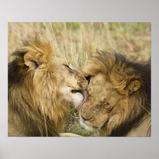 Kenia, Masai Mara. Sluiting van een mannelijke lee Poster (Voorkant)