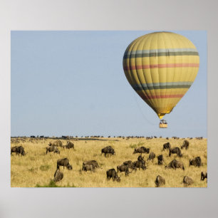 Kenia, Masai Mara. Toeristen rijden op heteluchtba Poster