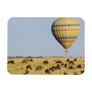 Kenia, Masai Mara. Toeristen varen met een heteluc Magneet