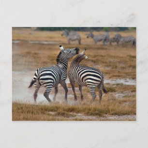 Kenia - Nairobi - Zebra's in het Amboseli National Briefkaart