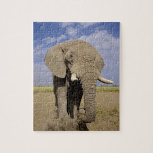 Kenia: Nationaal park Amboseli, mannelijke olifant Legpuzzel