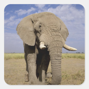 Kenia: Nationaal park Amboseli, mannelijke olifant Vierkante Sticker