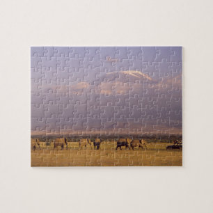 Kenia: Nationaal park Amboseli, Olifanten Legpuzzel