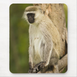 Kenia, Nationaal park Lake Nakuru. Groene meerkat Muismat