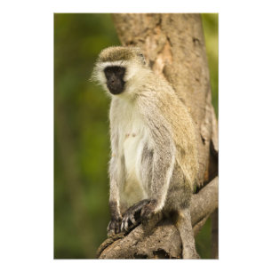 Kenia, Nationaal park Lake Nakuru. Vervet Foto Afdruk