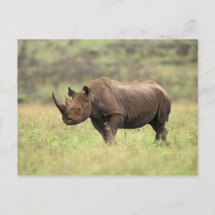 Kenia, Nationaal park Nairobi. Zwarte neushoorn Briefkaart