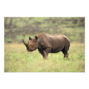 Kenia, Nationaal park Nairobi. Zwarte neushoorn Foto Afdruk