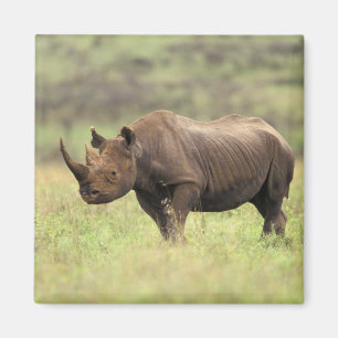 Kenia, Nationaal Park Nairobi. Zwarte Neushoorn Magneet