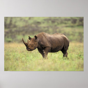 Kenia, Nationaal Park Nairobi. Zwarte Neushoorn Poster