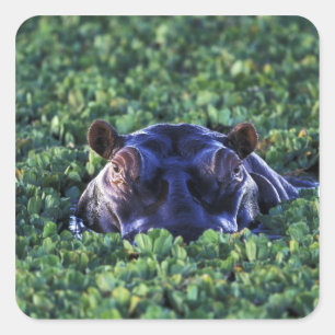 Kenia, Nationaal Reserve voor Masai Mara. Vierkante Sticker