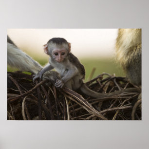 Kenia, Samburu Game Reserve. Vervet meerkat Poster