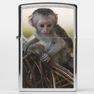 Kenia, Samburu Game Reserve. Vervet Monkey