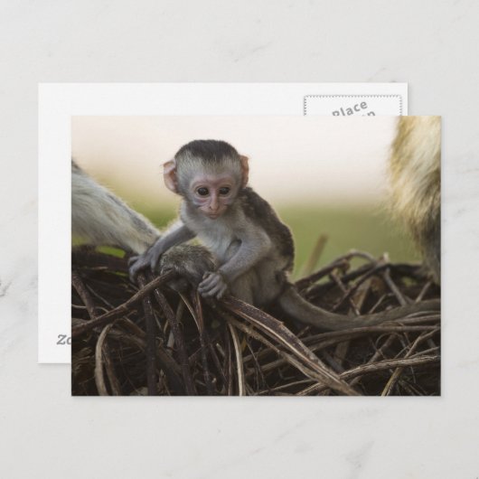 Kenia, Samburu Game Reserve. Vervet Monkey Briefkaart (Voorkant / Achterkant)
