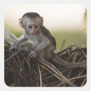 Kenia, Samburu Game Reserve. Vervet Monkey Vierkante Sticker
