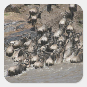 Kenia Wildebeest Vierkante Sticker