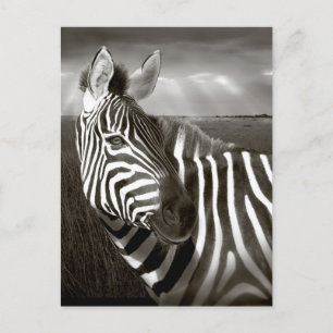 Kenia. Zwart-wit van zebra en glad. Briefkaart