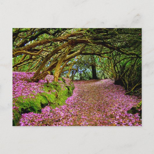 Kenmare Fairy Road Briefkaart (Voorkant)