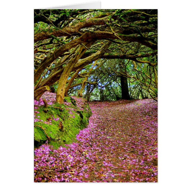 Kenmare Irlande (Devant)