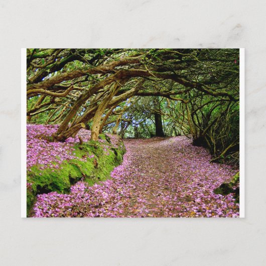 Kenmare Rhododendron Tunnel Briefkaart (Voorkant)