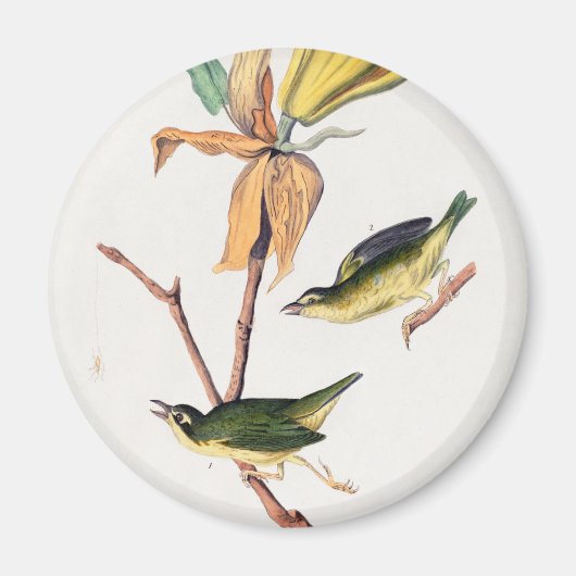 Kentucky Fly-Catching Warbler Birds Illustration Magneet (Voorkant)