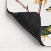 Kentucky Fly-Catching Warbler Birds Illustration Muismat (Hoek)