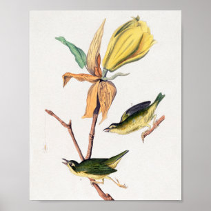 Kentucky Fly-Catching Warbler Birds Illustration Poster