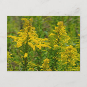 Kentucky Goldenrod Briefkaart