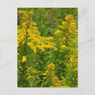 Kentucky Goldenrod Briefkaart