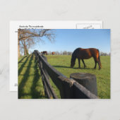Kentucky Thoroughbreds Briefkaart (Voorkant / Achterkant)