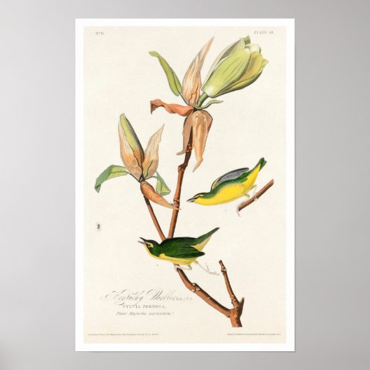 Kentucky Warbler, Poster van Audubon (Voorkant)