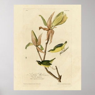 Kentucky Warbler uit de Amerikaanse vogels van Aud Poster