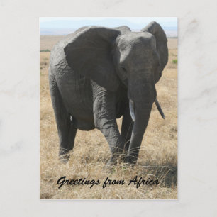kenya elephant greetings briefkaart