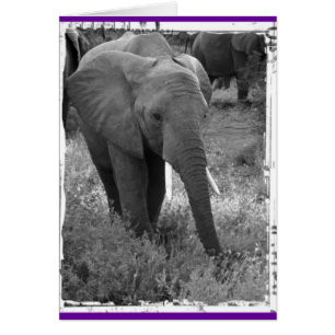 Kenya Elephant - Zwart-wit
