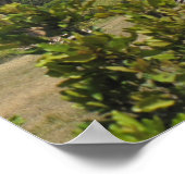 KENYA-Giraffe Poster (Hoek)