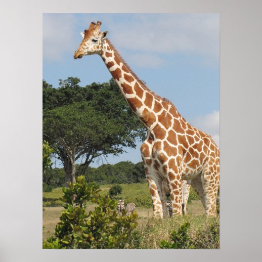 KENYA-Giraffe Poster (Voorkant)