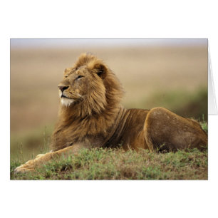 Kenya, Masai Mara Lion mâle