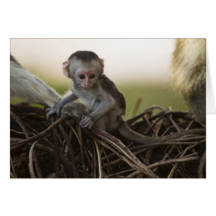 Kenya, réserve de gibier de Samburu. Singe Vervet