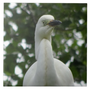 Keramiek tegel met close-up van een zilverreiger tegeltje