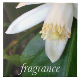 Keramikfliese "Fragrance" - DesignDElia Tegeltje