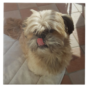 Keramisch tegel van Shih Tzu Tegeltje