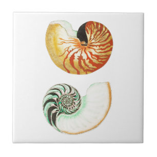 KERAMISCHE TITEL "NAUTILUS SHELLS" TEGELTJE