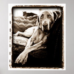 Kerebellum : Voorzitter Ballou Poster