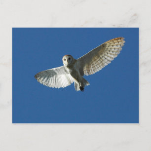 Kerkuil in dagvlucht briefkaart